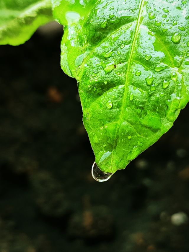 portrait of a plant