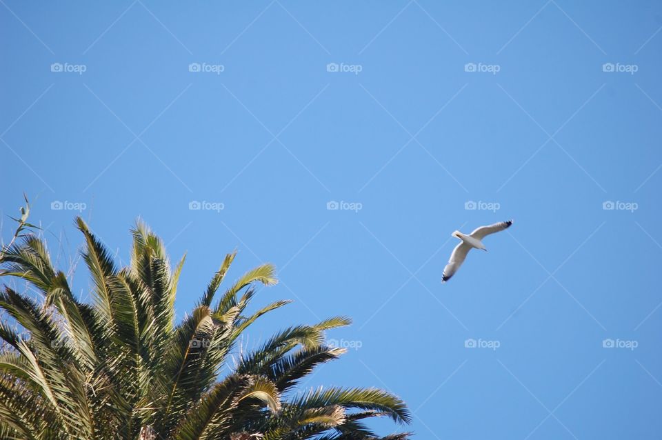 Capture of a bird flying in nature 