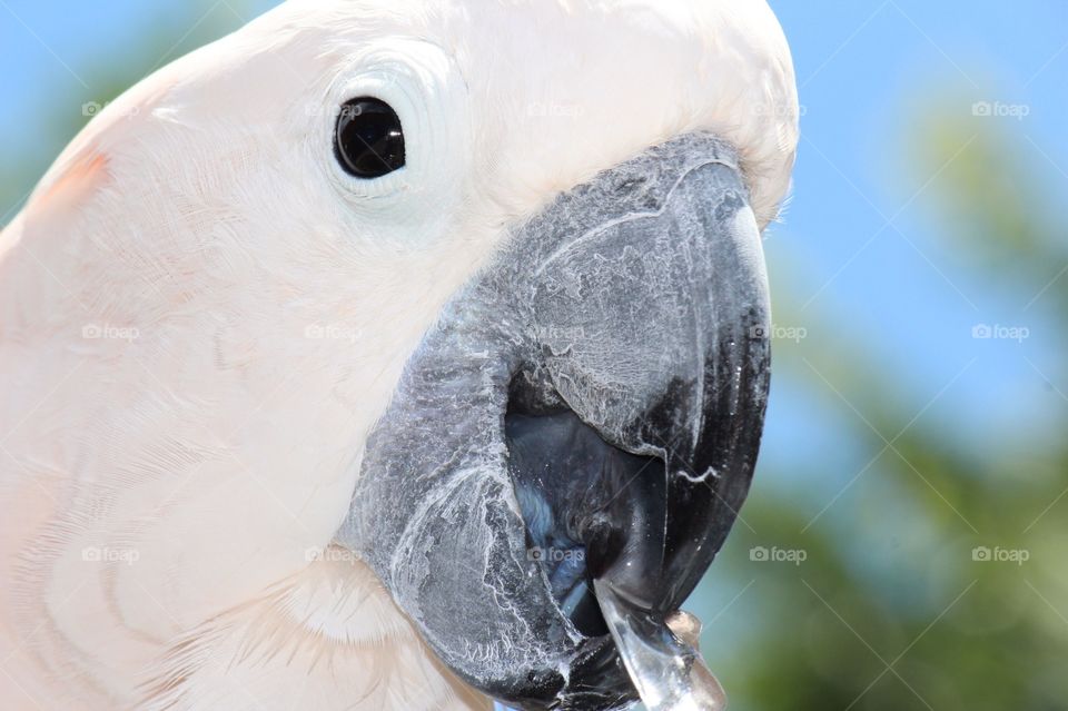 Cockatoo