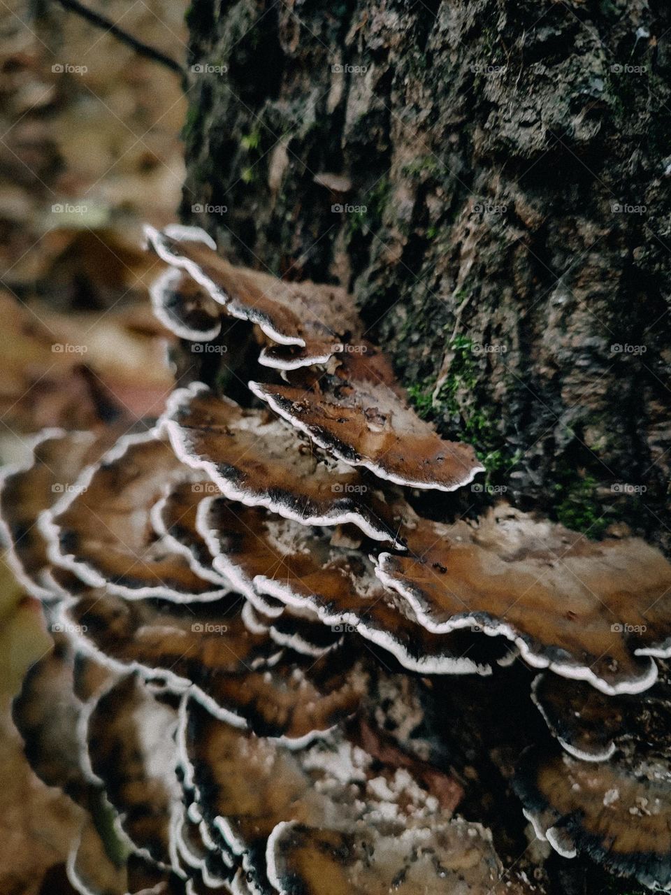 Wild brown polypore mushrooms Bjerkandera adusta family growing on the tree trunk in the forest