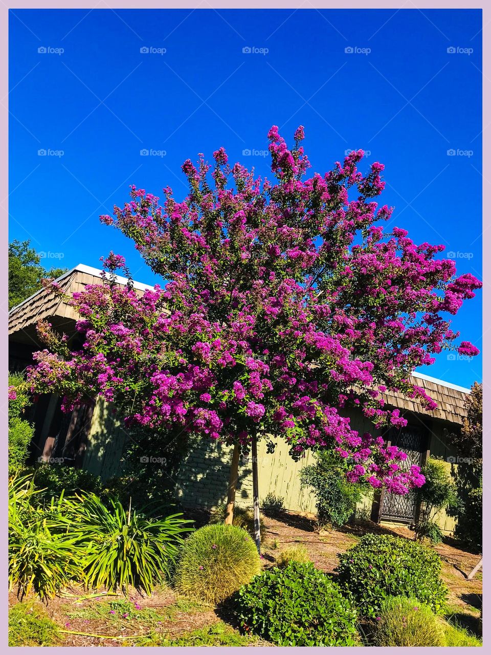 A beautiful tree on a summer morning.