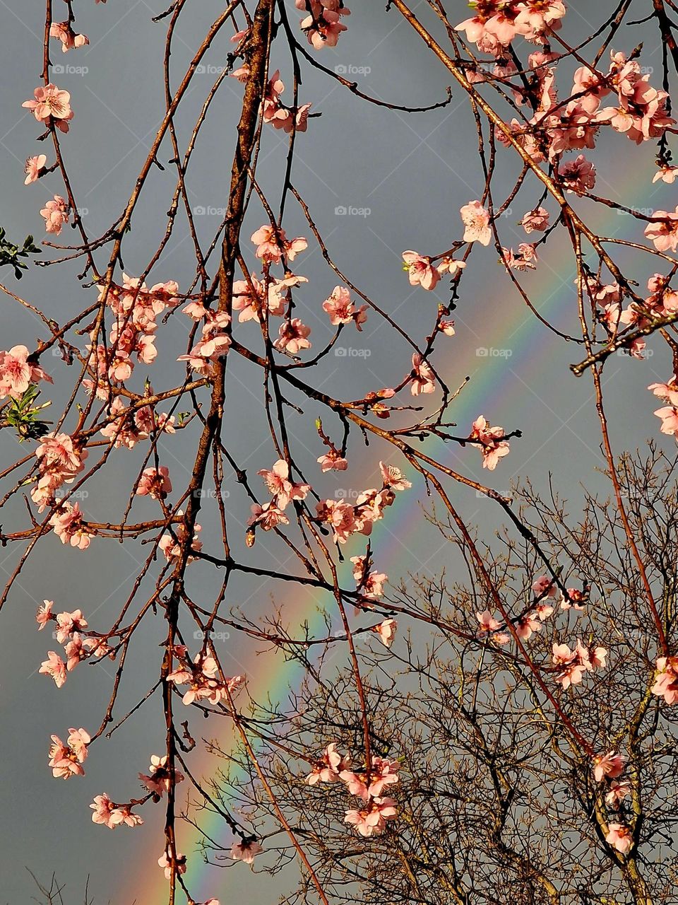 spring flowers and rainbow