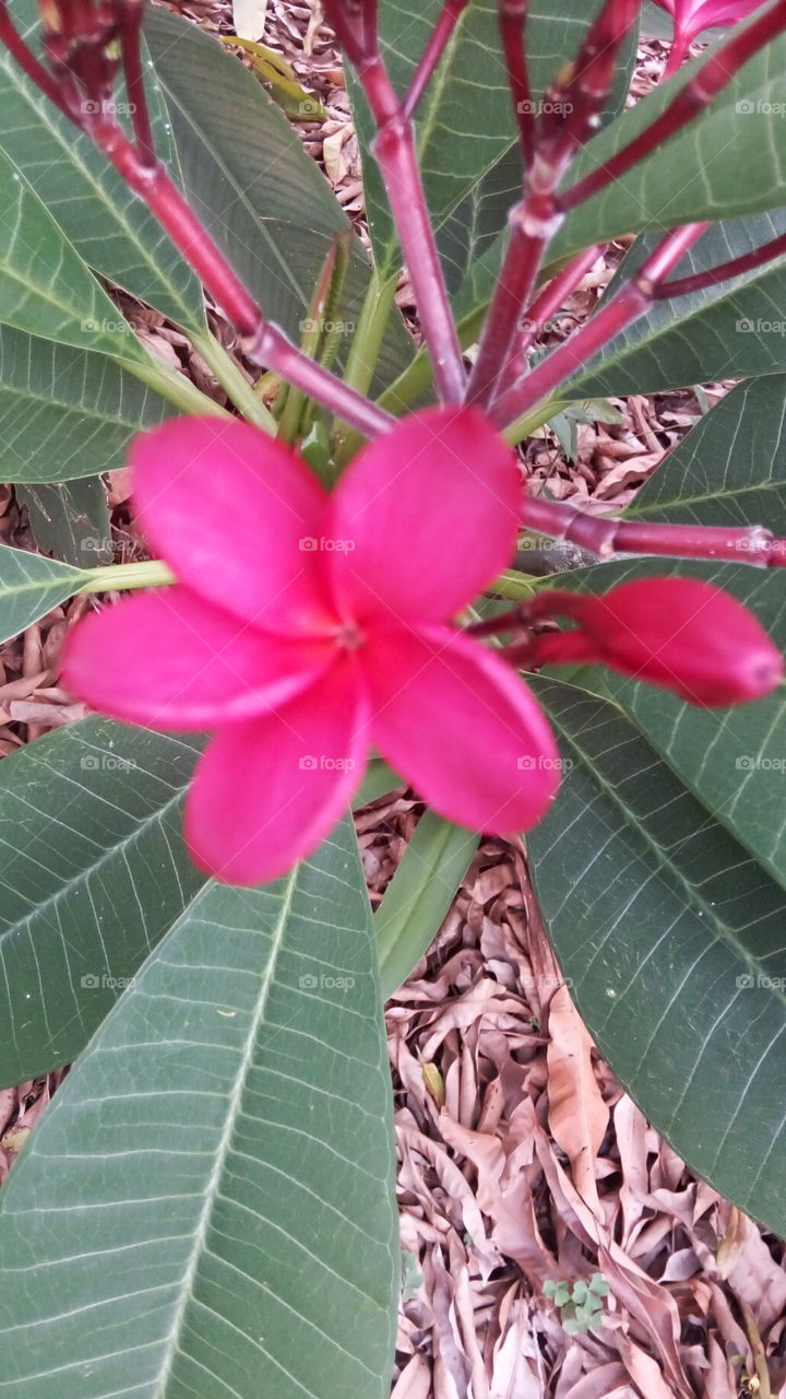 red frangipani