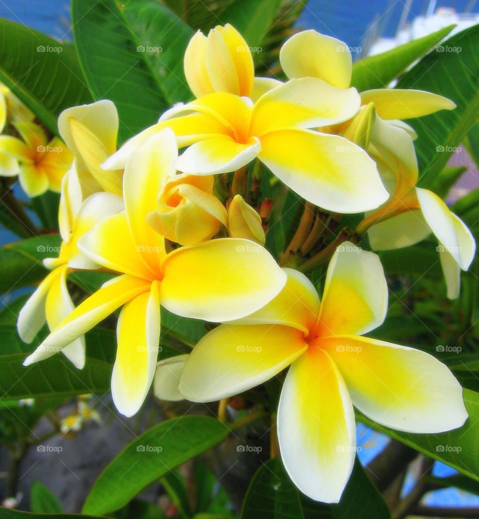 green yellow fragrant blooms by stevehardley7