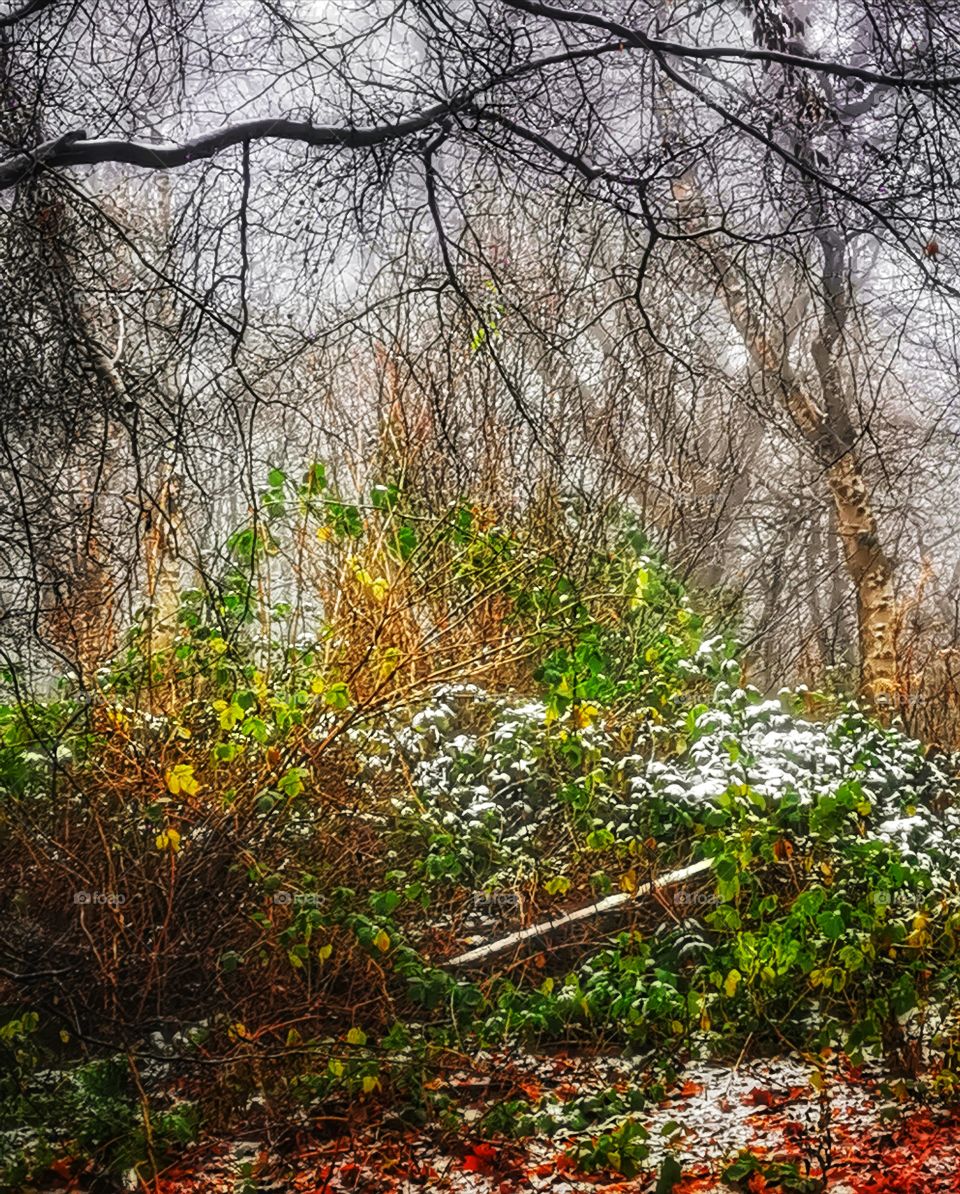 Wispy forest in Autumn