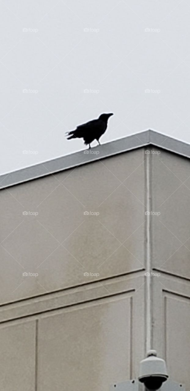 big crow on the building