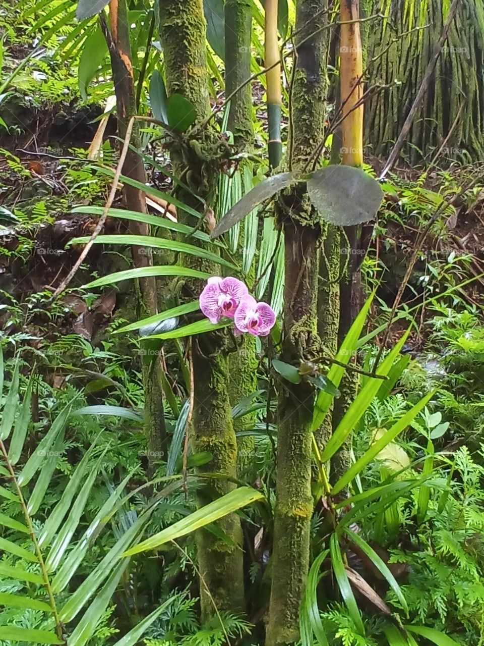 Delicate tropical orchid with lovely violet color. Nestled in fern like foliage.