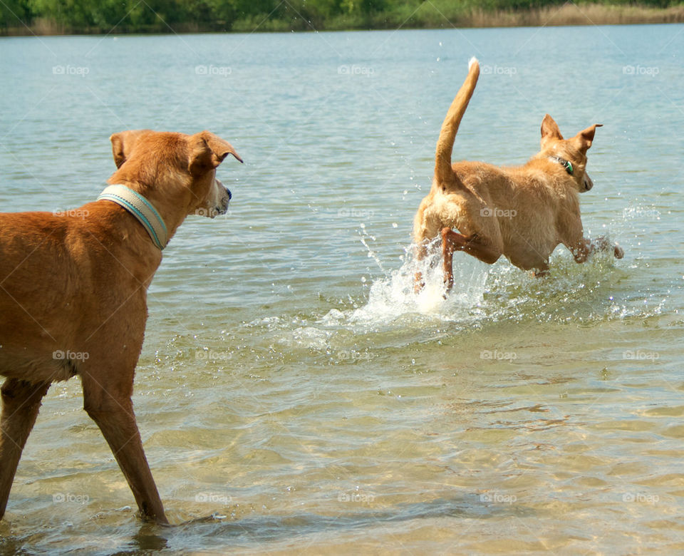 PLAYING IN THE LAKE