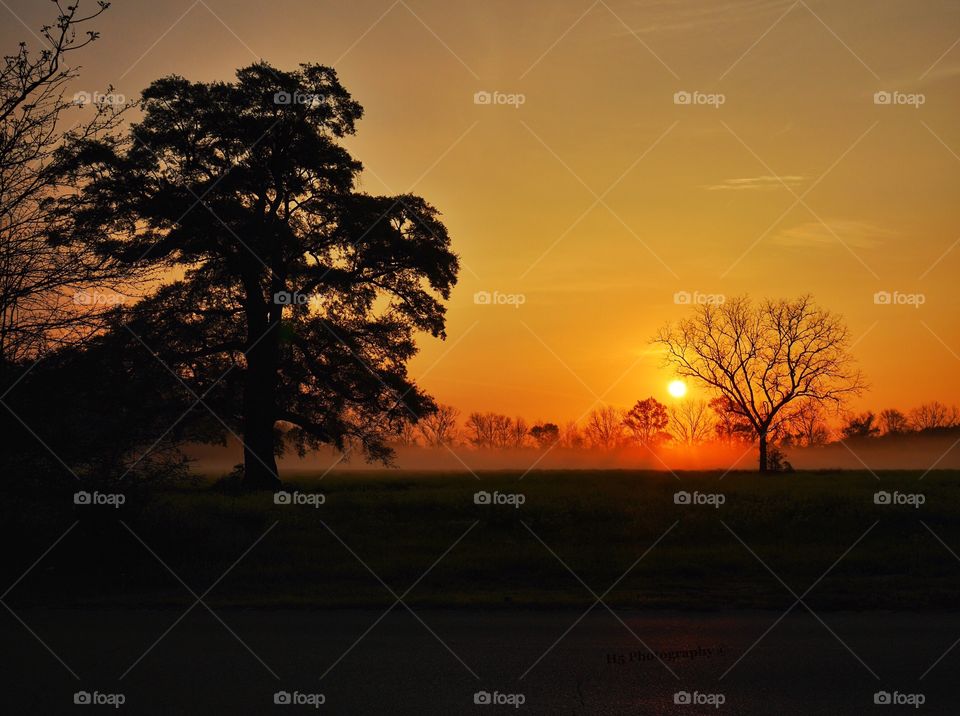 Silhouette of trees at sunset