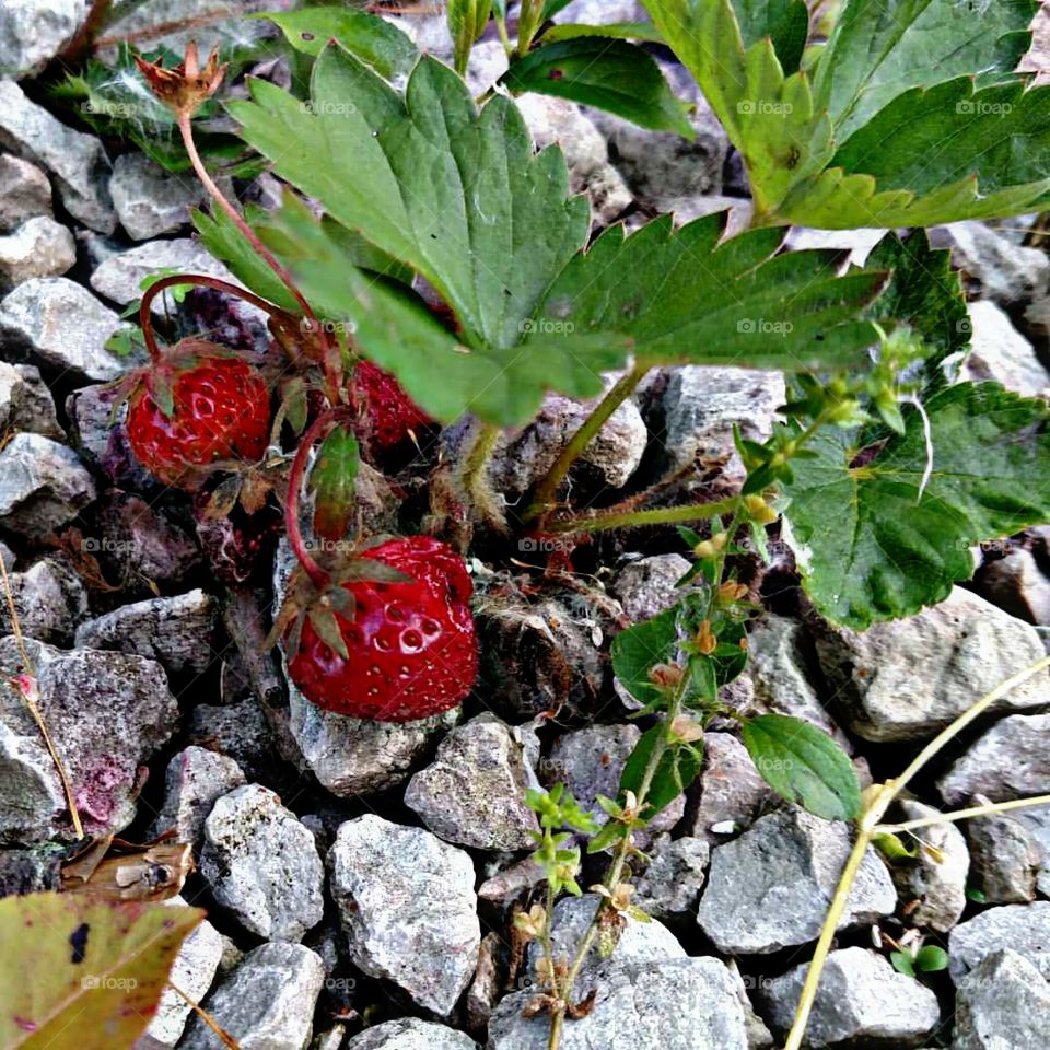 Wild Strawberries