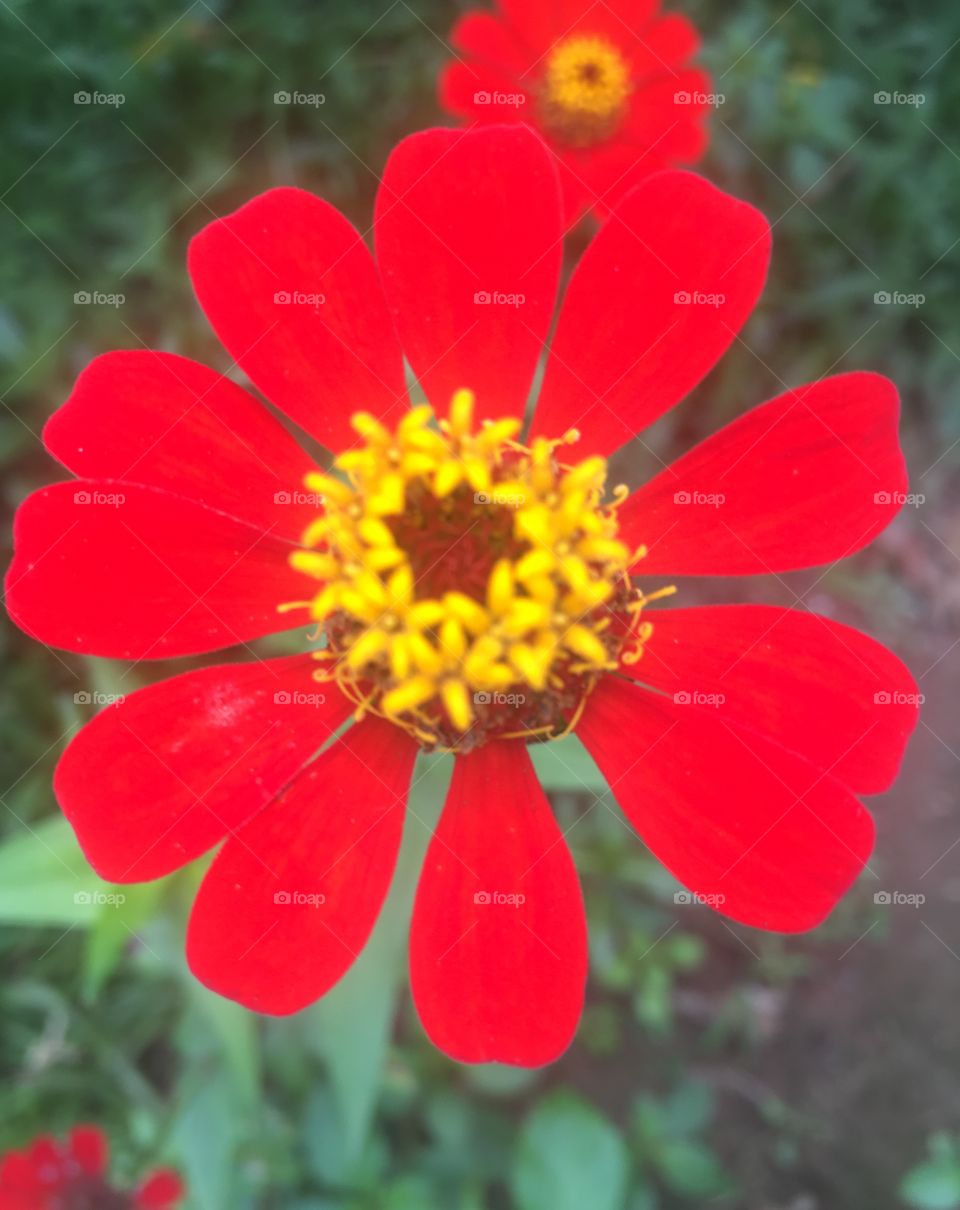 🌼#Flores do nosso #jardim, para alegrar e embelezar nosso dia!
#Jardinagem é nosso #hobby.
🌹
#flor #flowers #fower #pétalas #garden #natureza #nature #flora