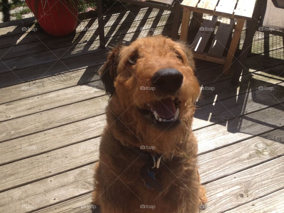 Smiling red dog face, outside on a deck 