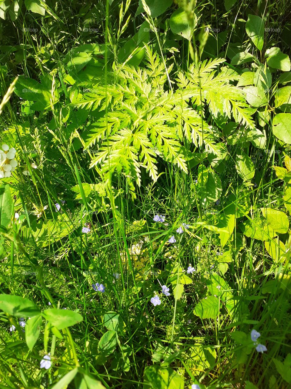 полевая трава