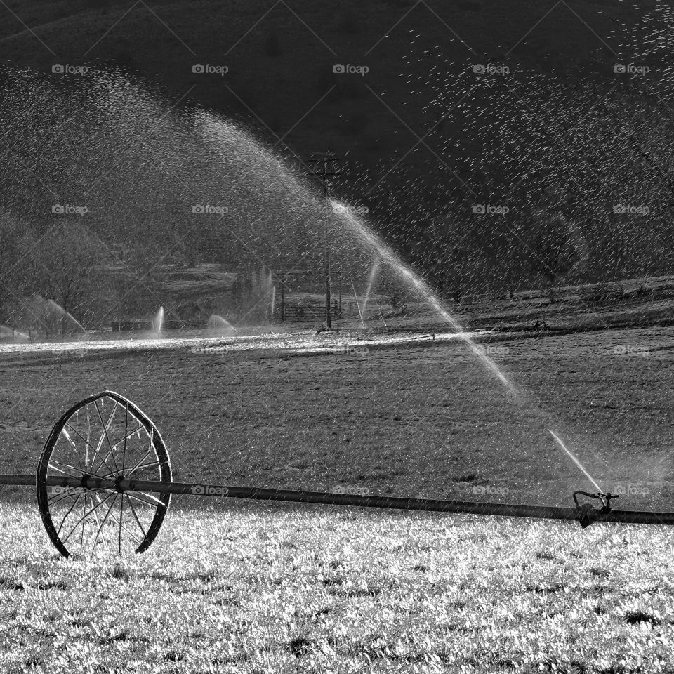 Irrigation sprinklers from a wheel line cover a field on a cold spring morning in Oregon. 