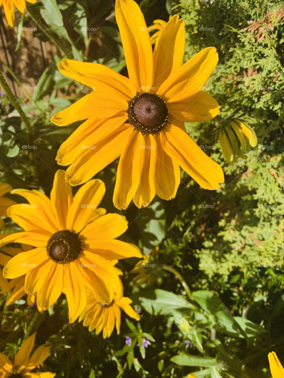 Flowers outside at the greenhouse 