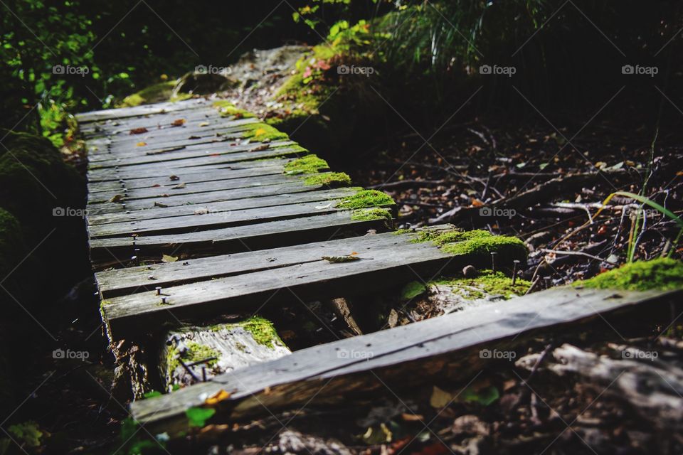 Wood bridge