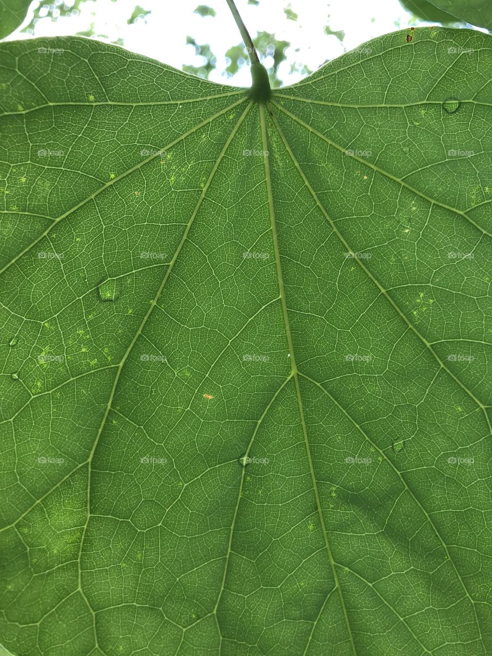 Leaf