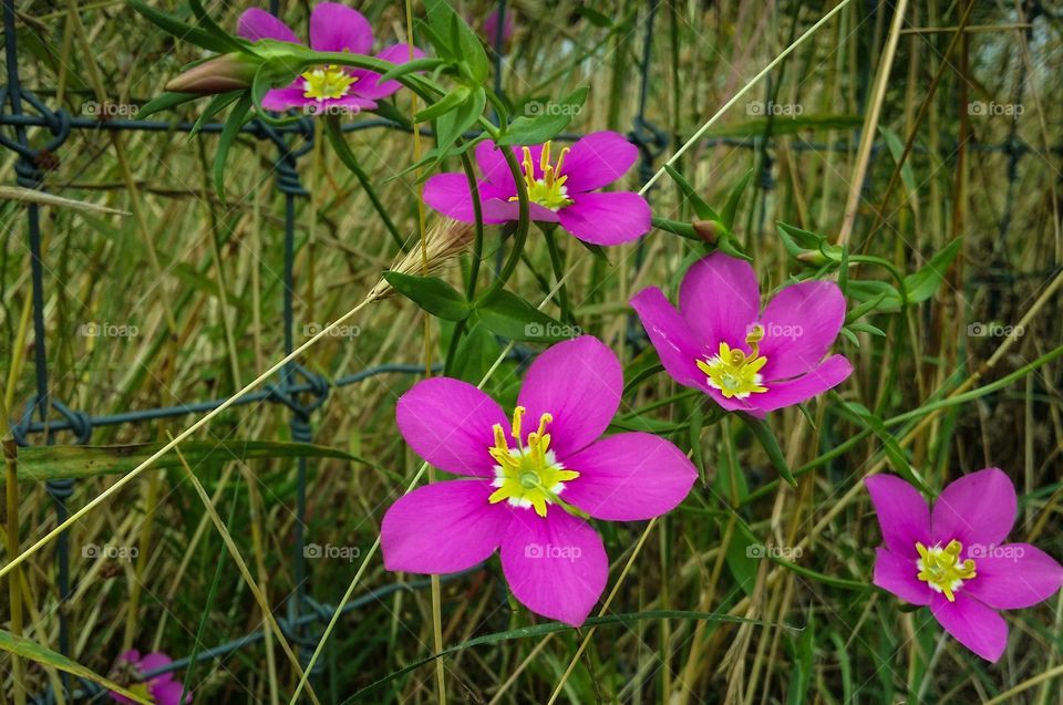 beautiful fuchsia and chartreuse wildflowers against a green field and fence clash of color