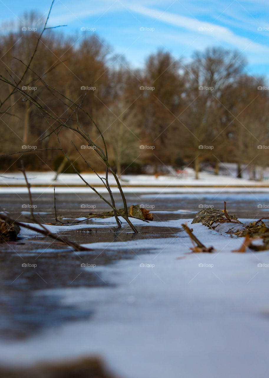 Frozen Pond with Patches of Snow and Submerged Tree Branches