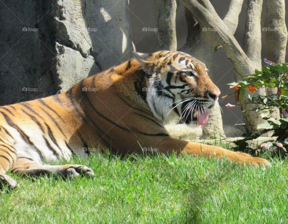 Animal- Tiger at rest