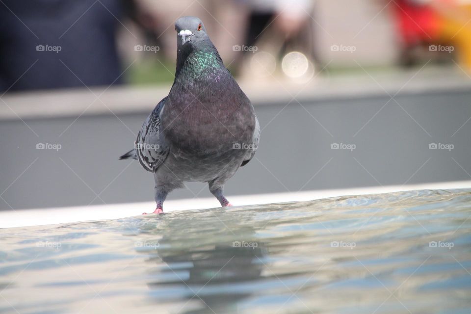 Paying atention of a pigeon