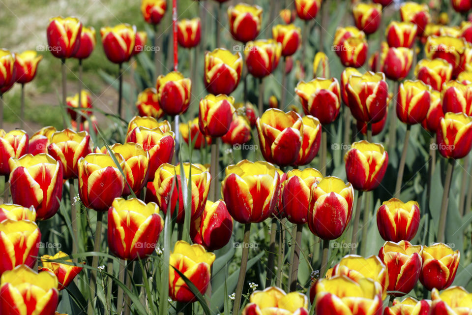 Two color tulips