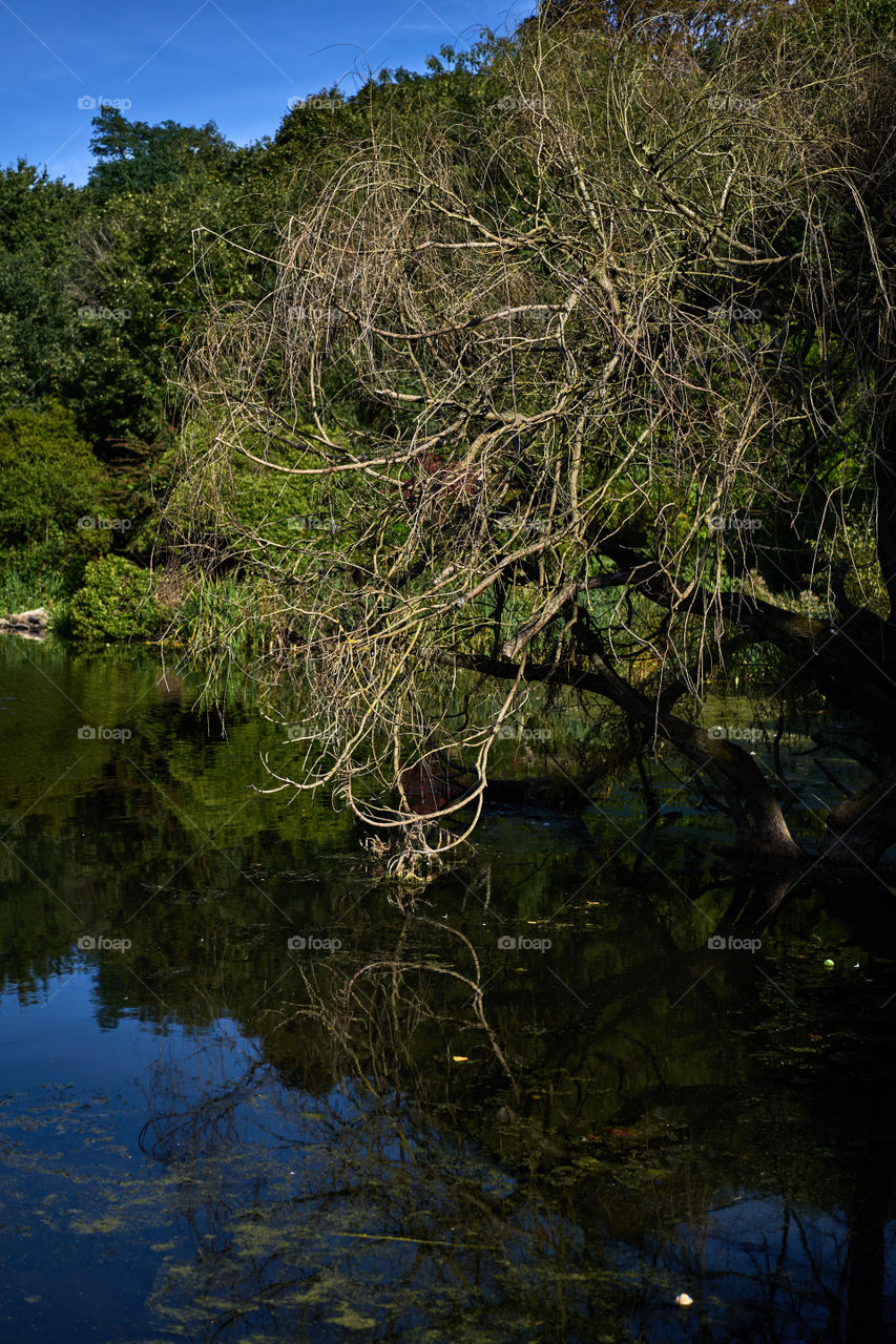 Autumn in the lake