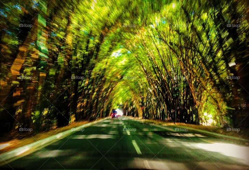 shaded road covered by centenary bamboos