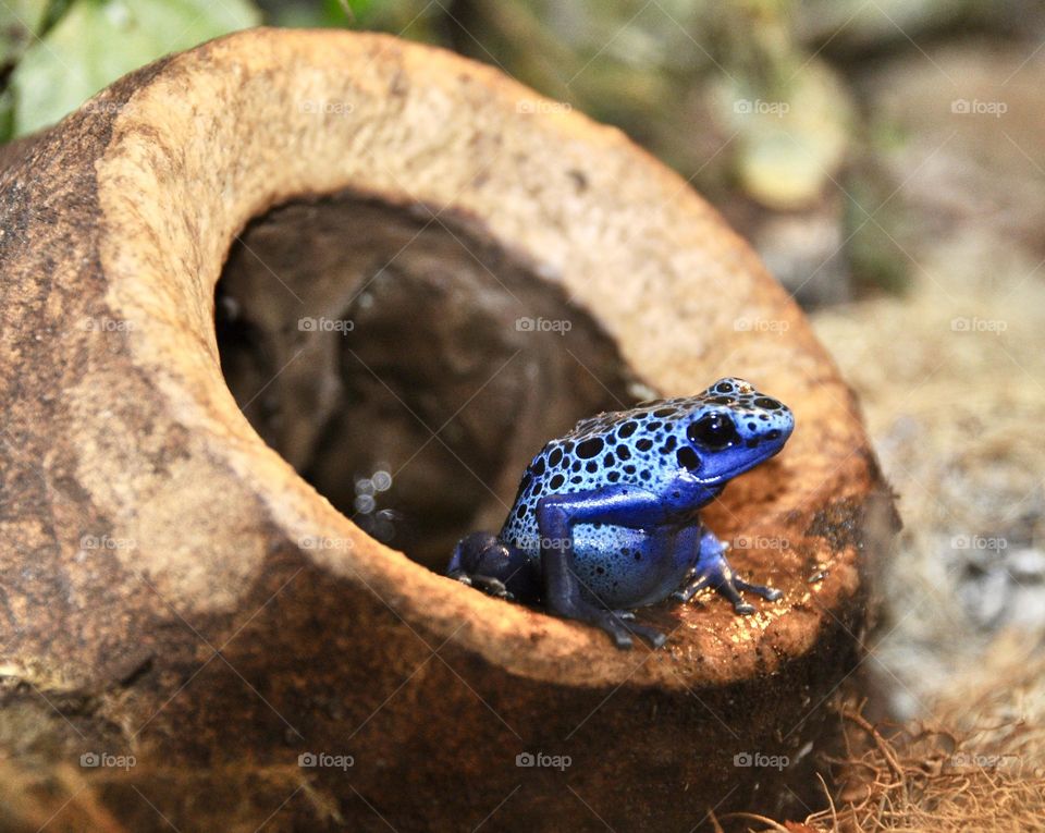 Blue frog 