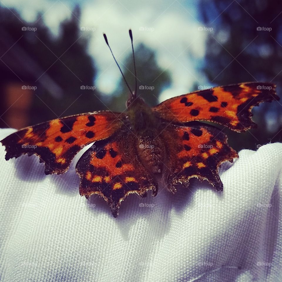 Beautiful butterfly