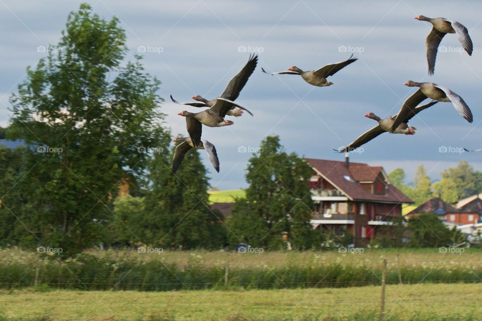 Geese flying over grass field