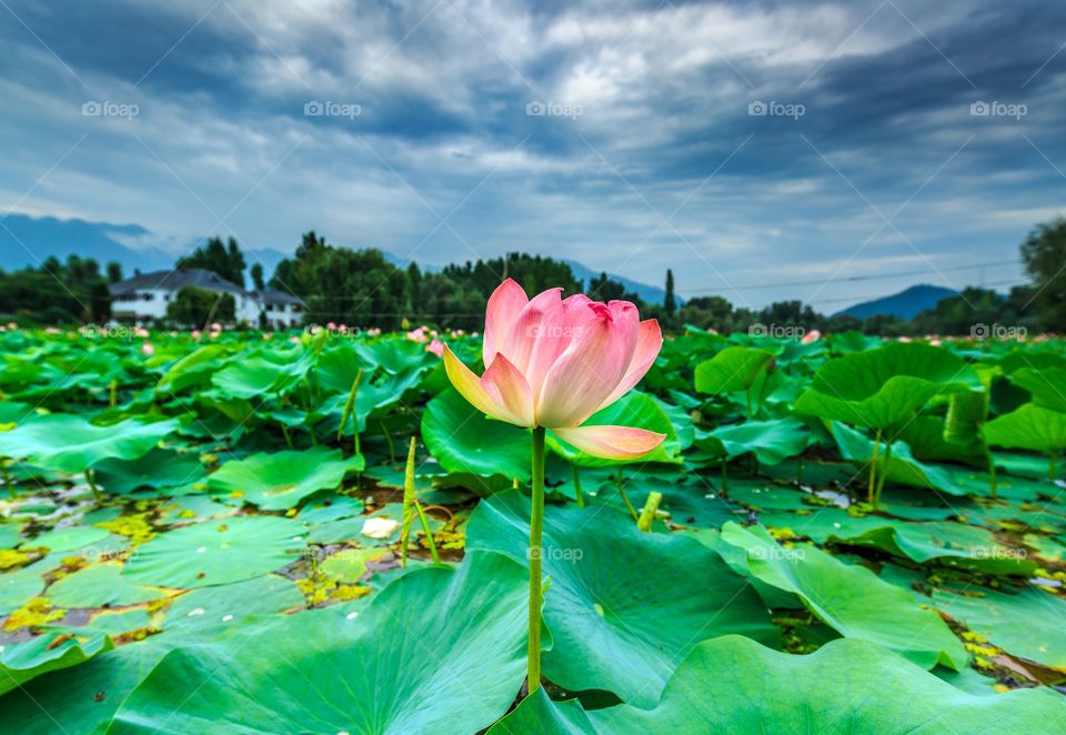 beautiful lotus, national flower of India on heaven on Earth, Kashmir, India