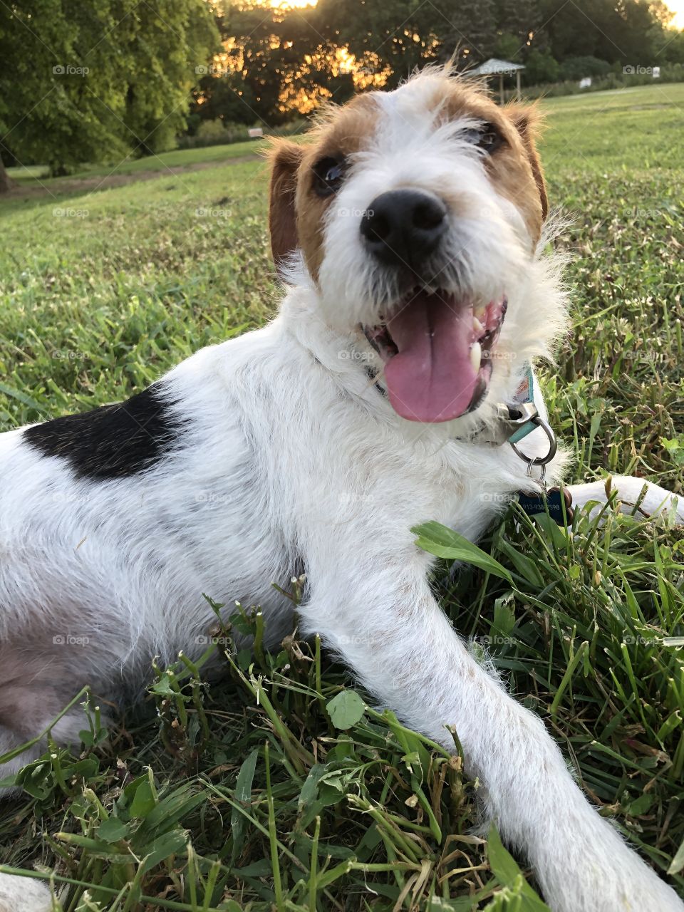 Dog smiling while laying in grass 