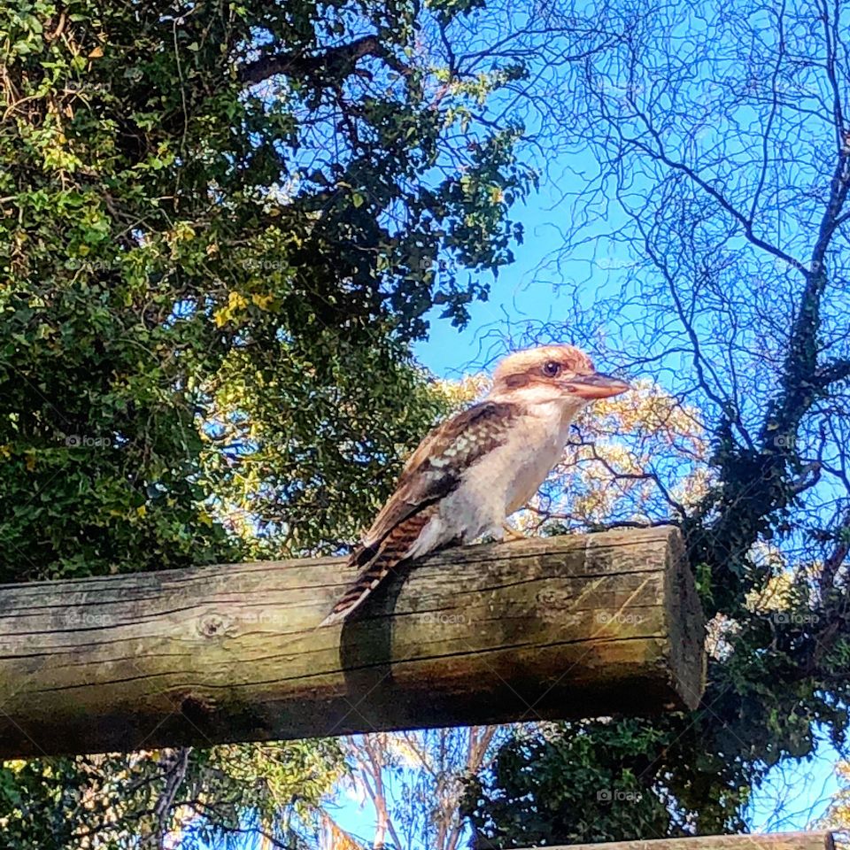 Australian bird kookaburra in the tree