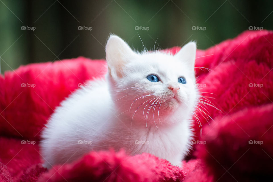 Close-up of a kitten