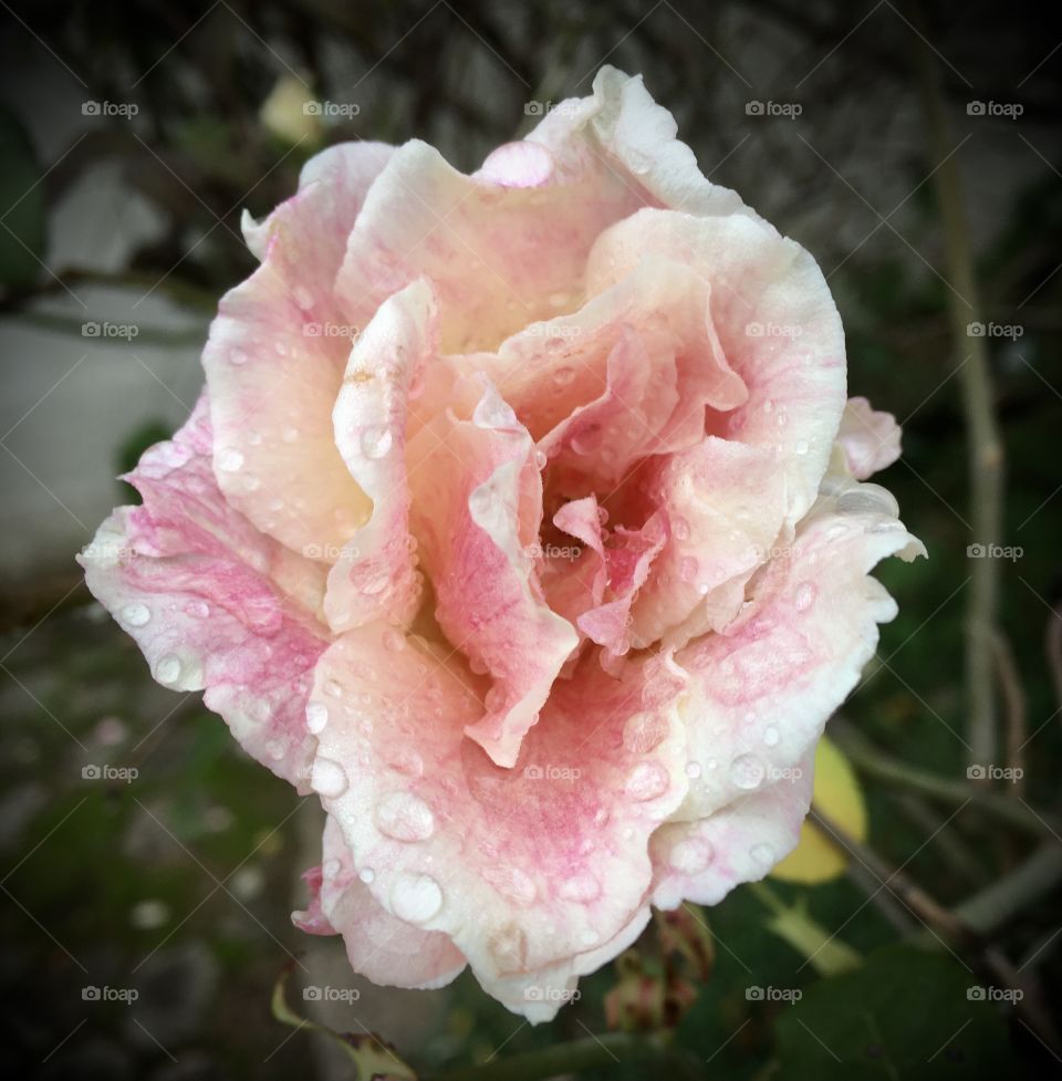 🌹 🇺🇸 Very beautiful flowers to brighten our day.  Live nature and its beauty. Did you like the delicate petals? / 🇧🇷 Flores muito bonitas para alegrar nosso dia. Viva a natureza e sua beleza. Gostaram das pétalas delicadas? 