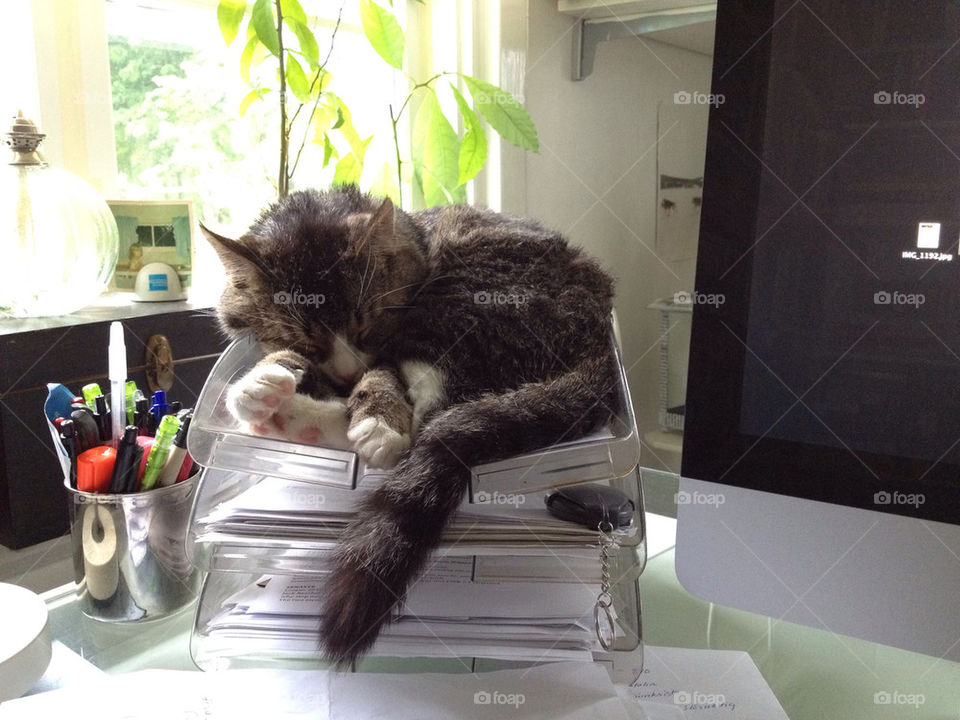 cat sleeping funny cute by mikaalien