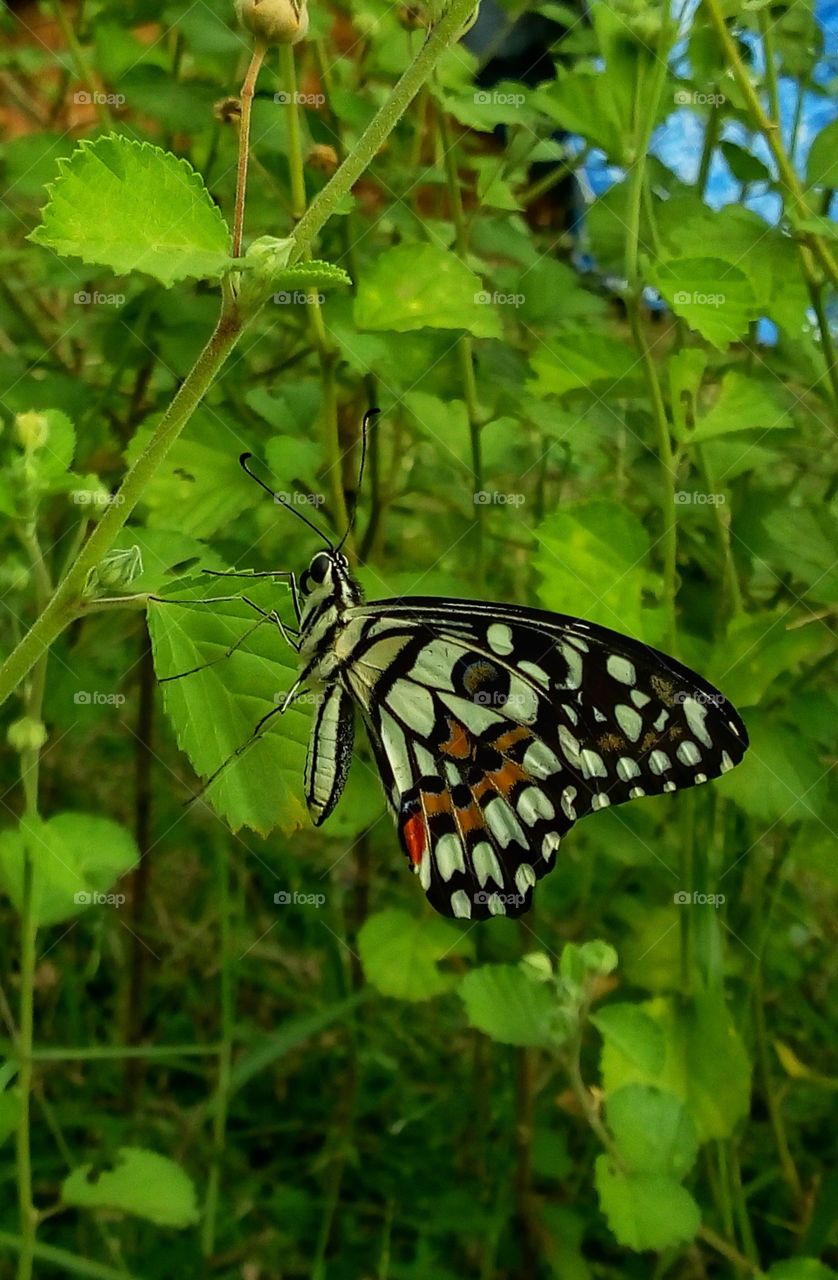 butterfly