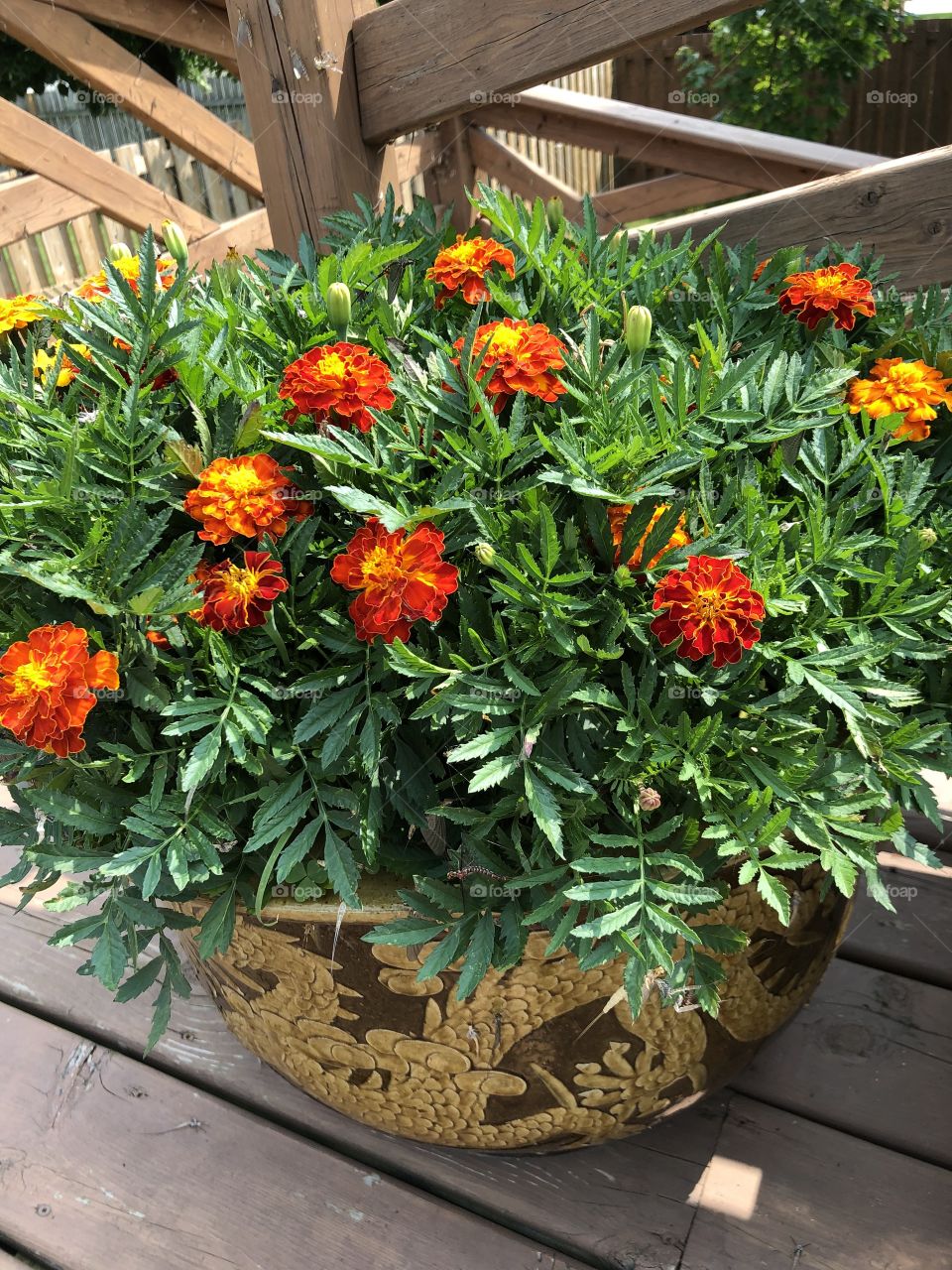 Large Pot of Marigolds