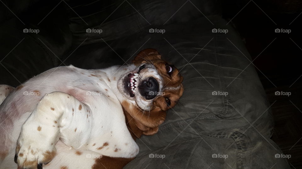 cute basset hound goofy smile