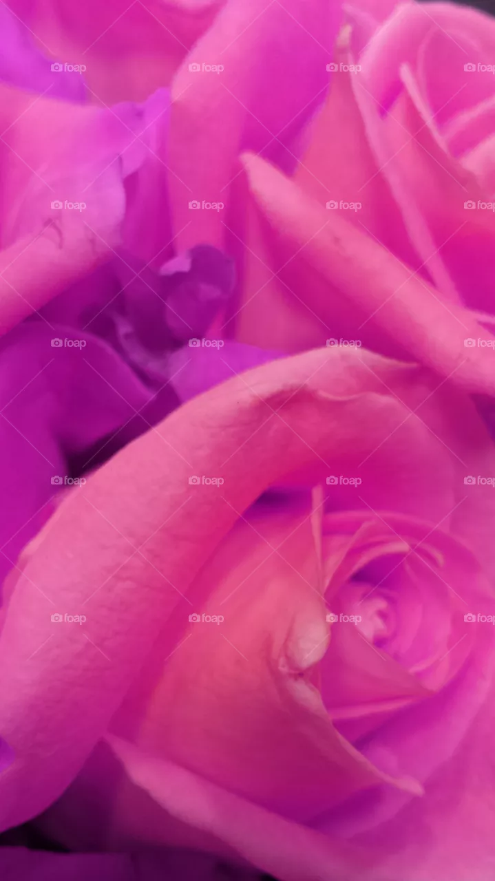 "Pink Rose"