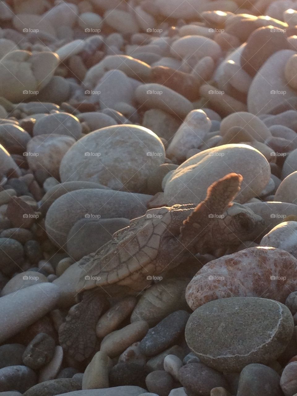 Baby turtle
