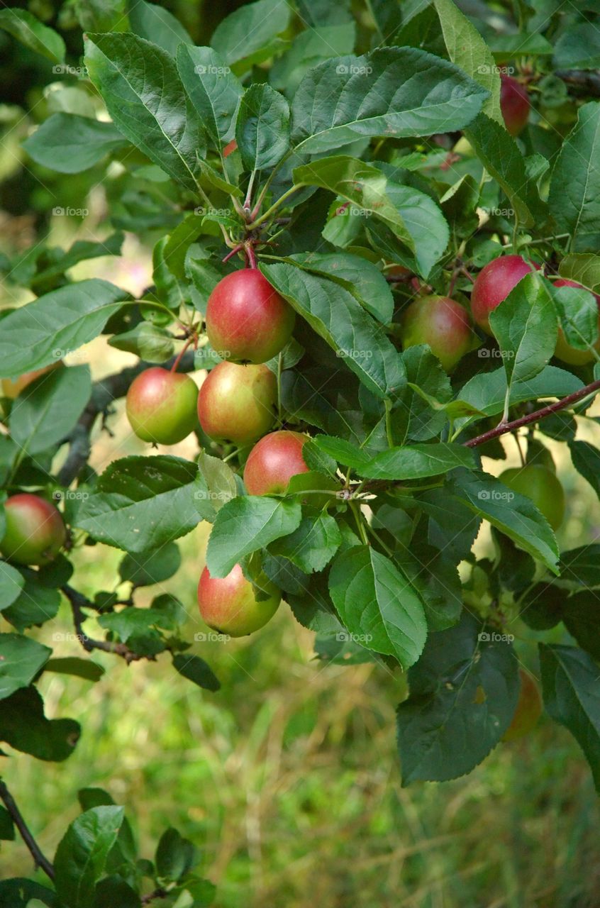 Apples on a tree in late summer.