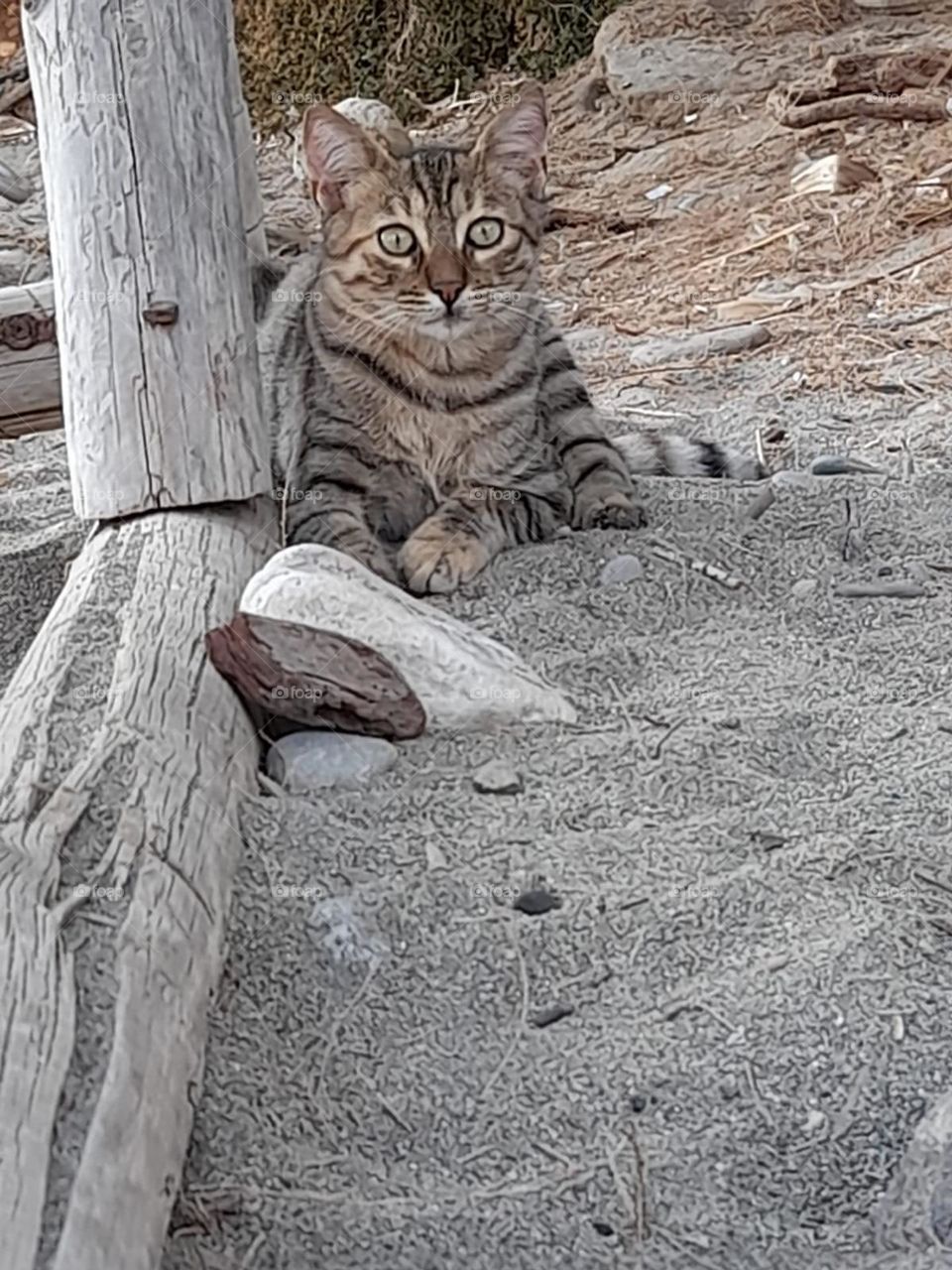 greece. cat on beach. sandy. warm tones. beige tabby