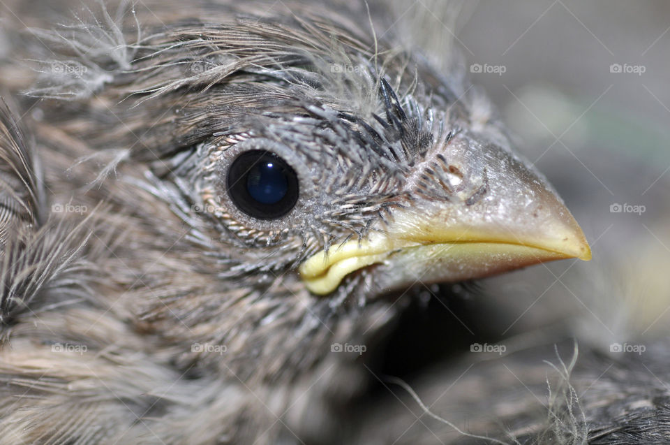 Baby House Finch Close-Up