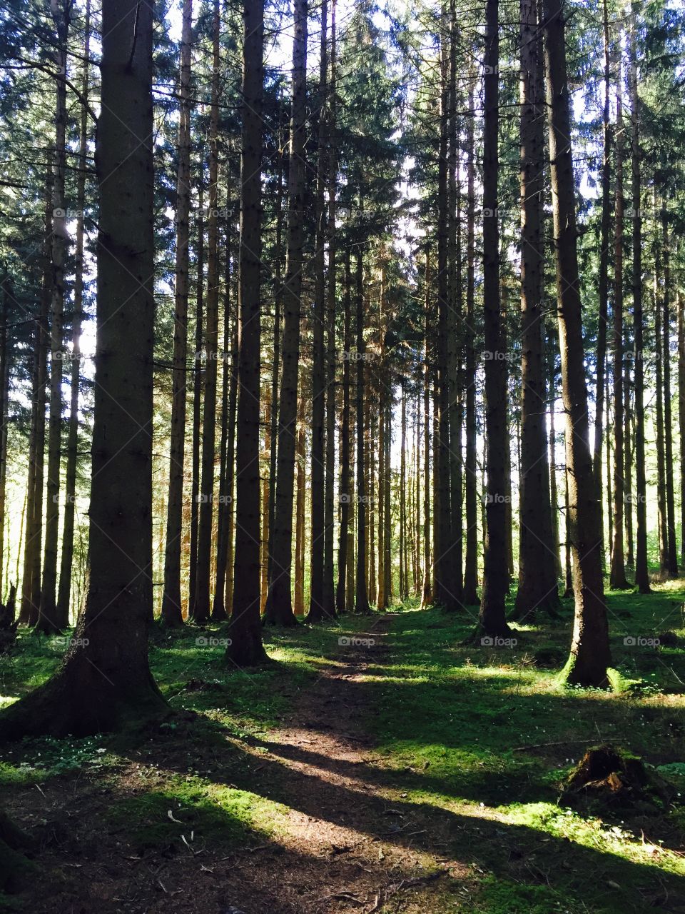 Footpath passing through coniferous tree