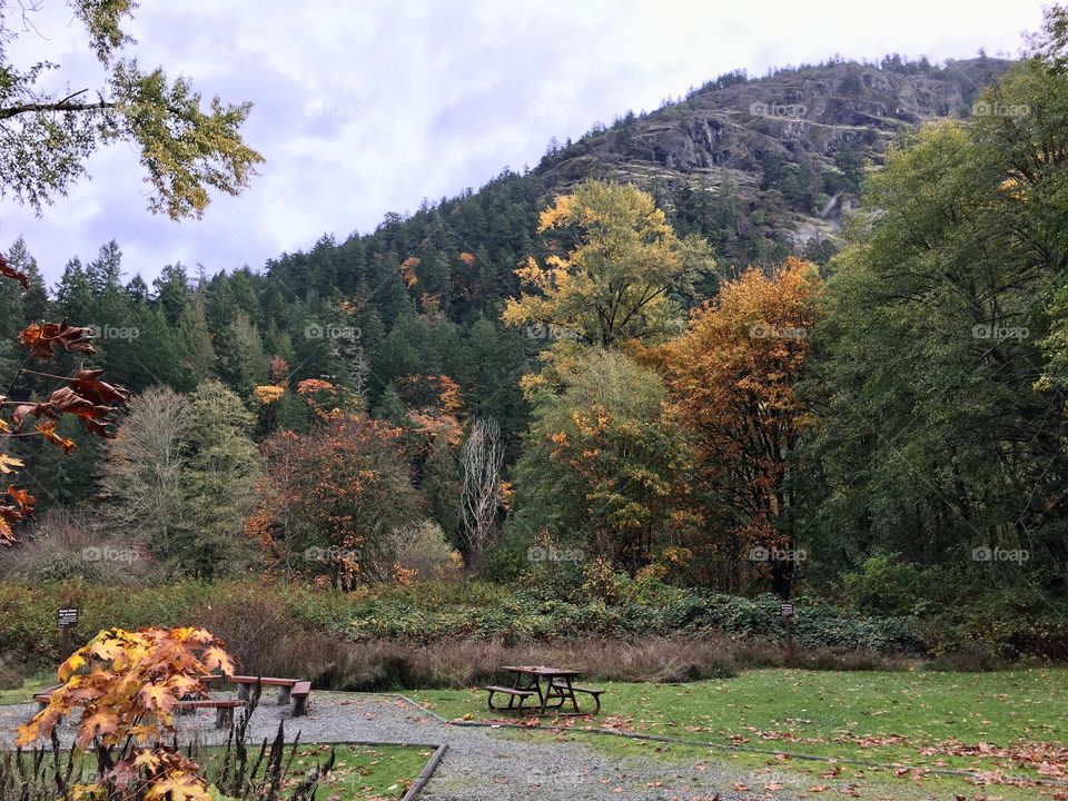 View of autumn trees in forest