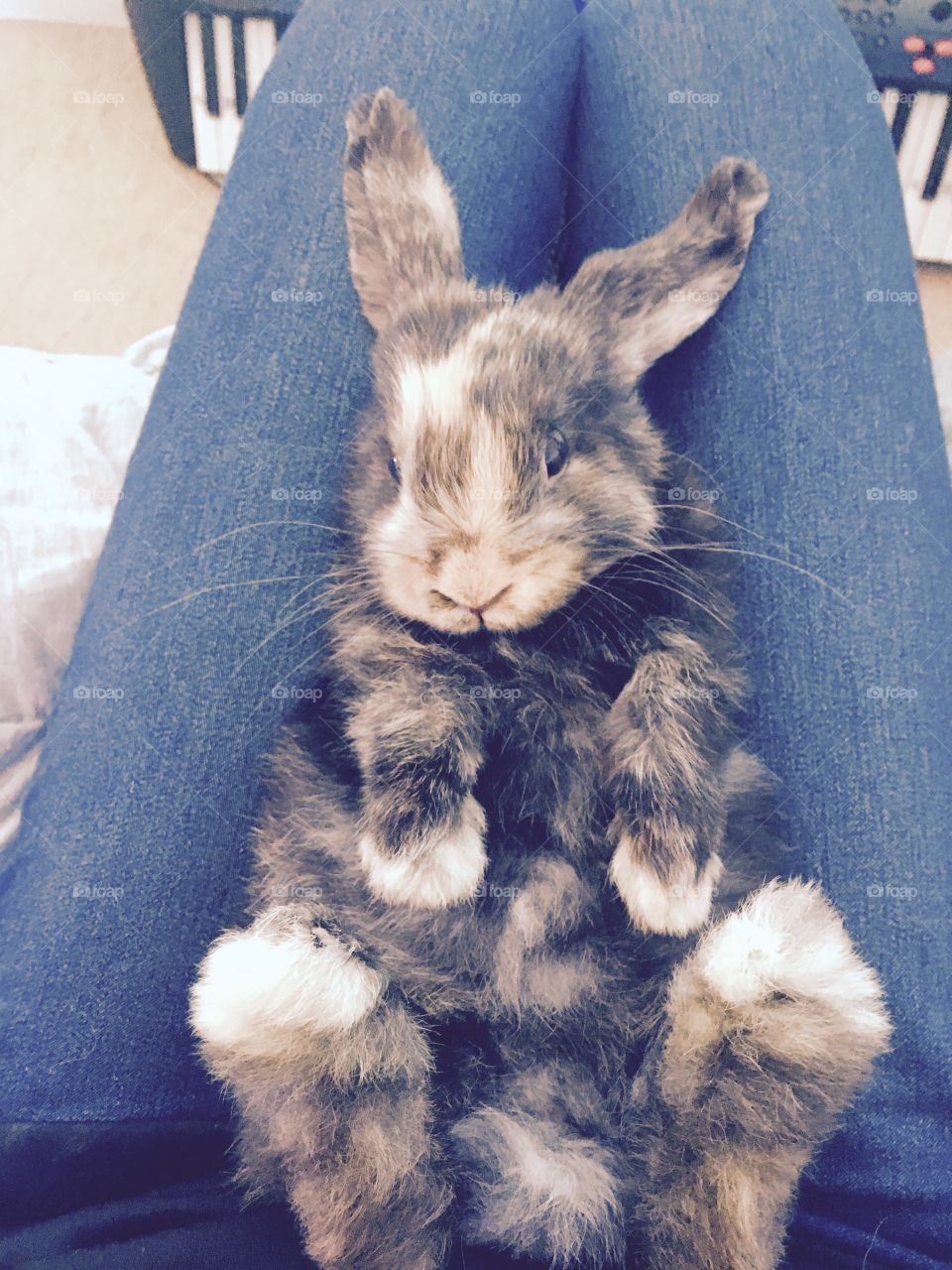 Baby bunny relaxing in his owners lap.