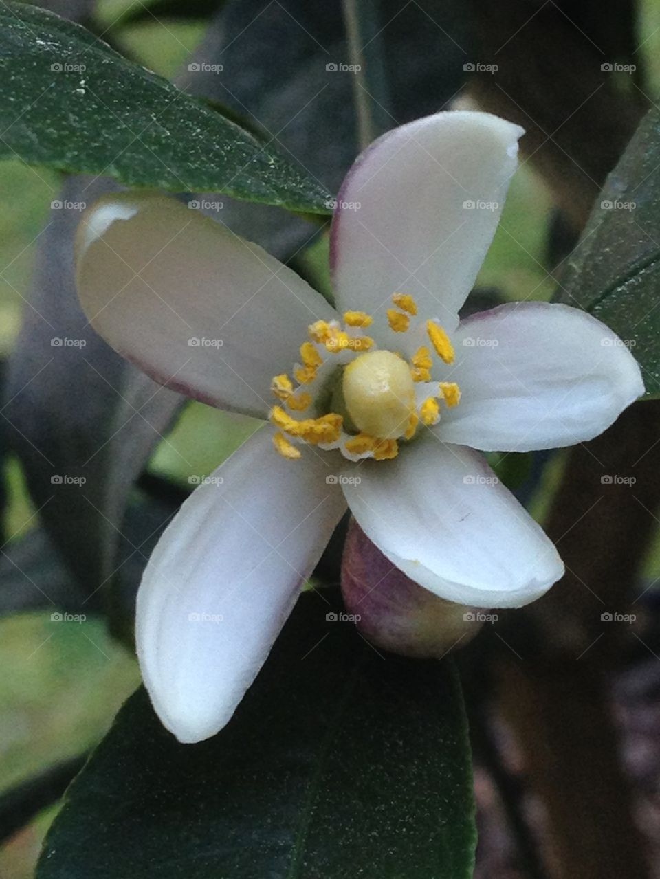 Lemon blossom