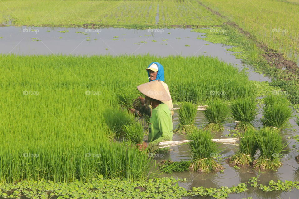 farmer and rice field